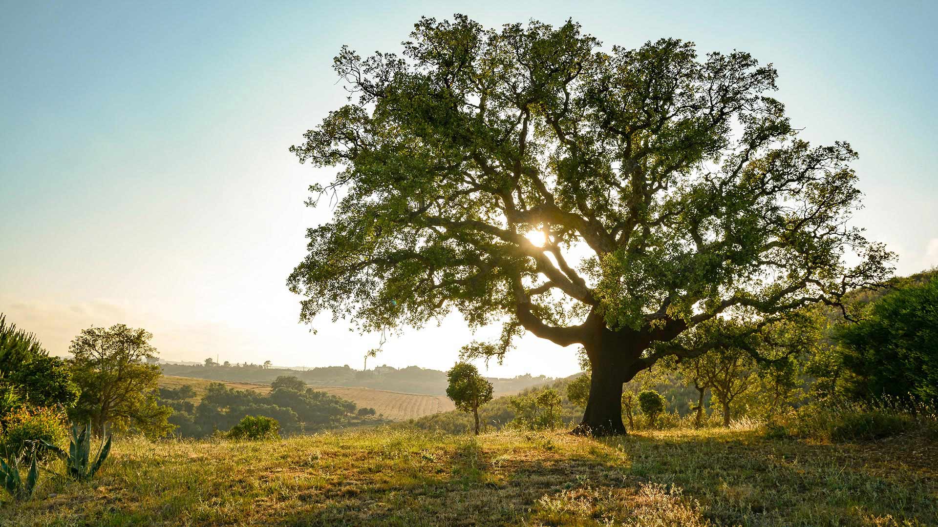 Vida Verde Europa Partner werden Jetzt Vida Verde Partner werden